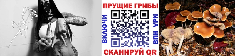 Псилоцибиновые грибы Psilocybe  Новомичуринск 